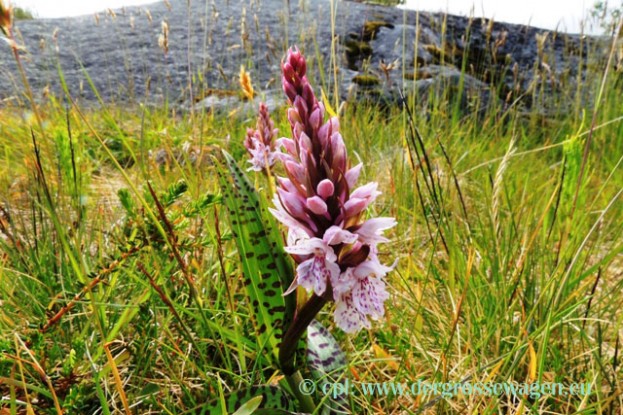 Geflecktes_Knabenkraut_01