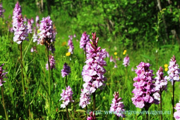 Geflecktes_Knabenkraut_04