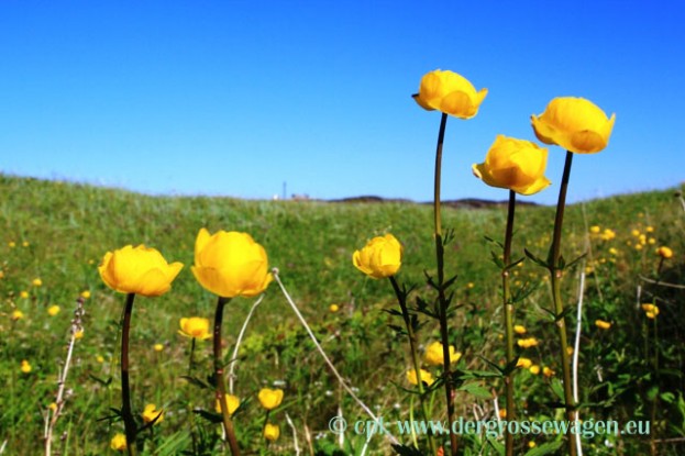 Trollblume_02