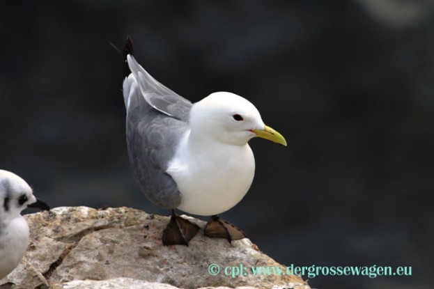 Dreizehenmoewe_Altvogel_02