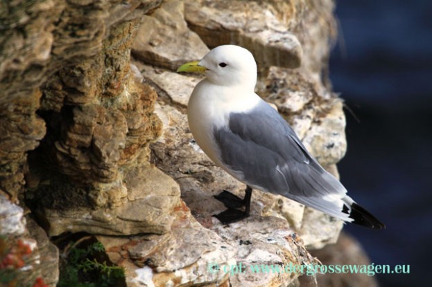 Dreizehenmoewe_Altvogel