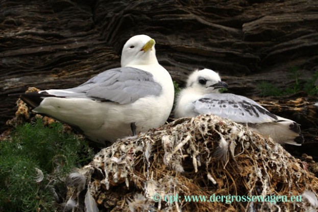 Dreizehenmoewe_Nest