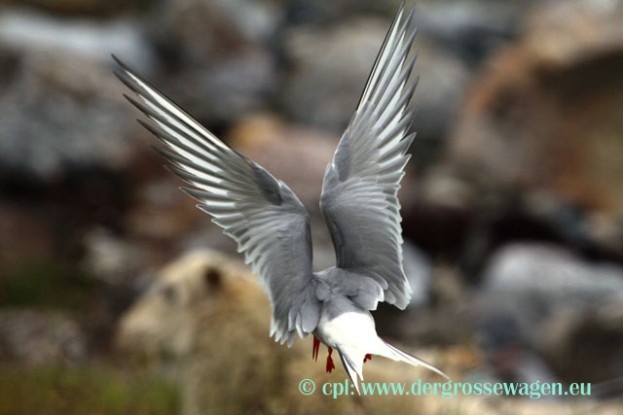 Seeschwalbe_Angriff_auf_Schaf_02