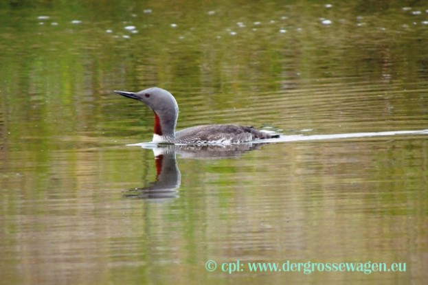 Sterntaucher_Altvogel