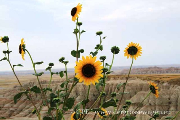 Badlands_Nationalpark22
