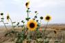 Badlands_Nationalpark22