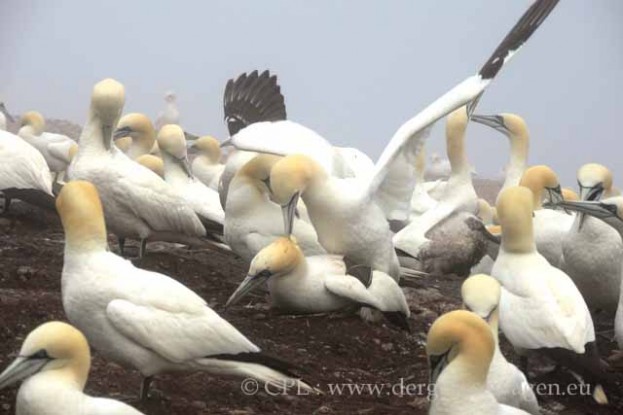 Basstoelpel-Gannets07