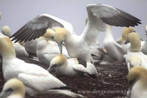 Basstoelpel-Gannets22