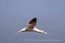 Basstoelpel-Gannets15