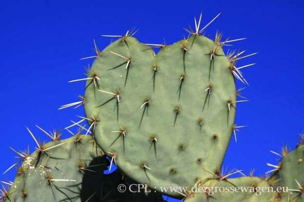 Kakteen_Prickly_Pear