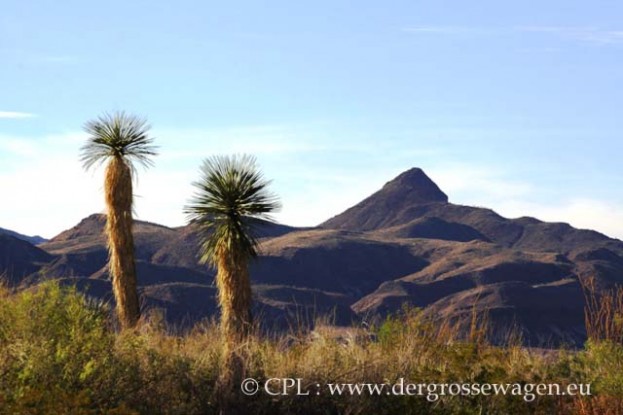 Ocotillo_Grove_03