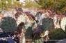 Kakteen_Spiny-fruited_Prickly-Pear