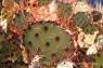 Kakteen_Spiny-fruited_Pricklypear_nah