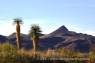 Ocotillo_Grove_03