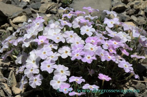 Alaskan_Phlox_02