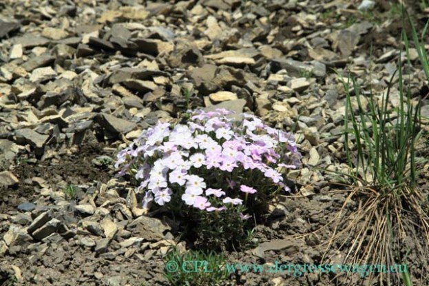 Alaskan_Phlox
