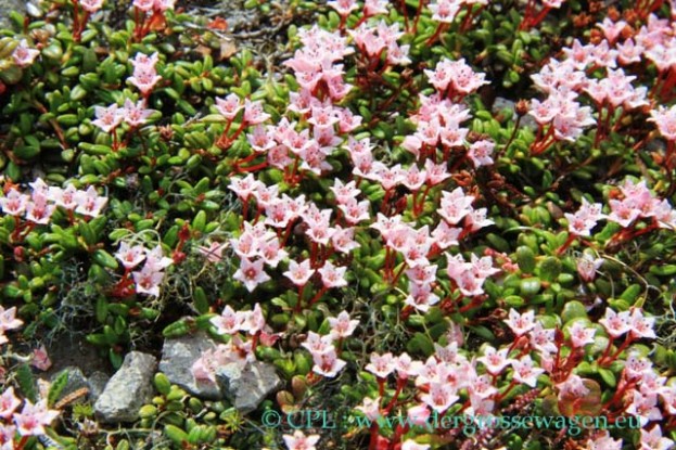 Alpine_Azalea