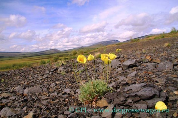 Arctic_Poppy_Dempster_Highway