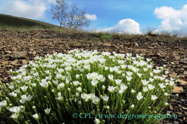 Arctic_Sandwort