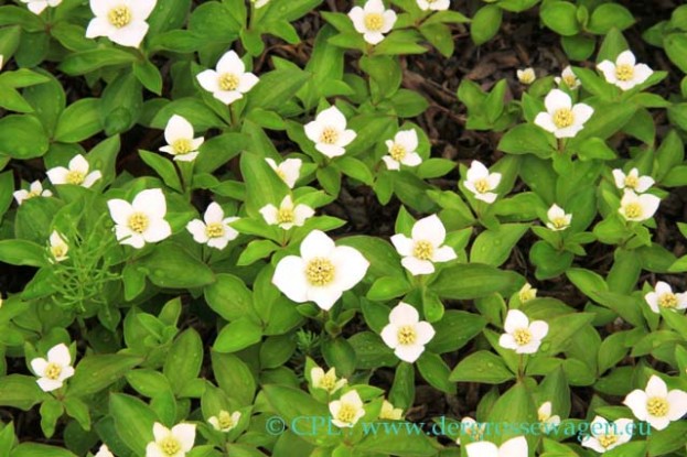 Bunchberry