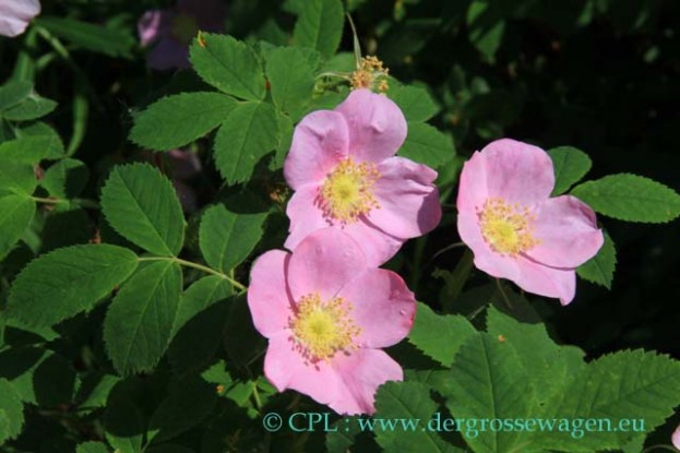 Prickly_Rose_02