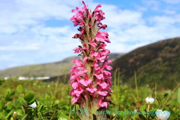 Woolly_Lousewort_2
