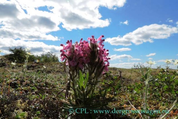 Woolly_Lousewort