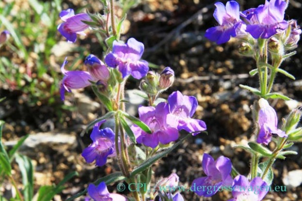 Yukon_Beardtongue