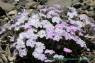 Alaskan_Phlox_02