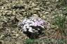 Alaskan_Phlox