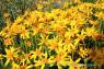 Alpine_Arnica