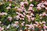 Alpine_Azalea
