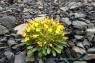 Alpine_Hawksbeard