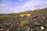 Arctic_Poppy_Dempster_Highway