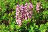 Lousewort