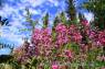 Milkvetch_02