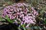 Moss_Campion