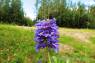 Penstemon