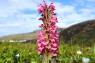 Woolly_Lousewort_2