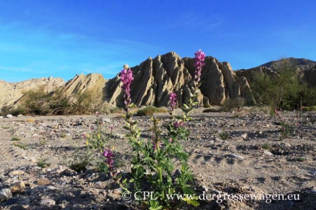 Arizona_Lupine