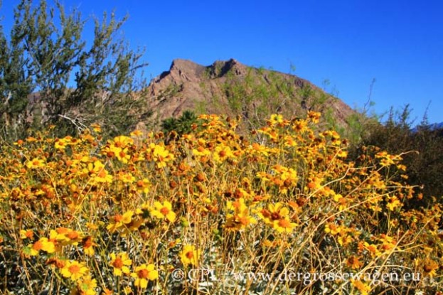 Brittlebush