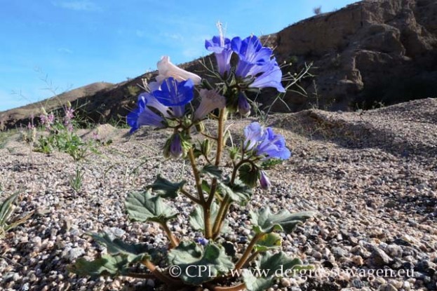 Desert_Bell