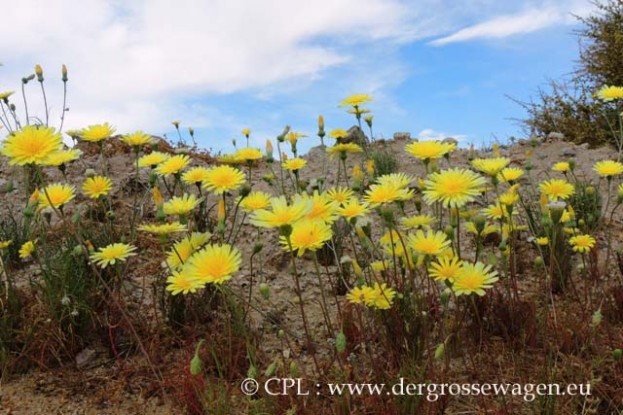 Desert_Dandelion
