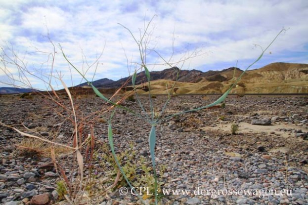 Desert_Trumpet_02