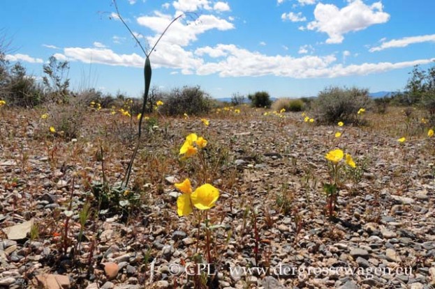 Desert_Trumpet_und_Mojave_Sun_Cup