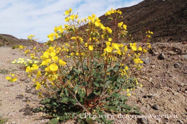 Golden_Evening_Primrose_02