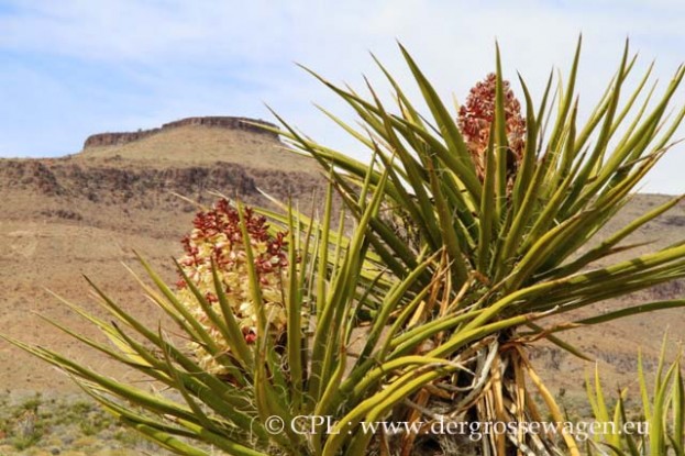Mojave_Yucca_02