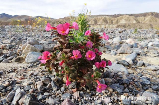 Monkeyflower_01