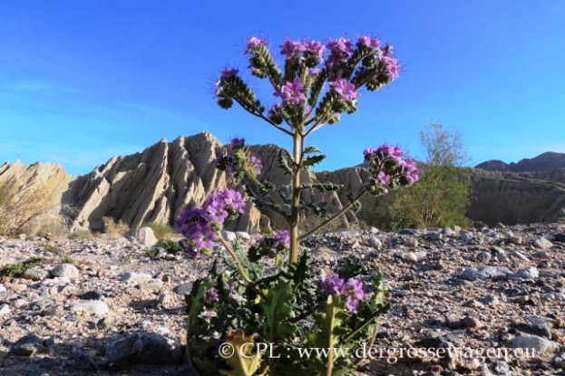 Wild_Heliotrope_02