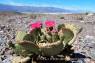 Beavertail_Cactus_02